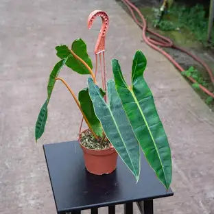 Philodendron Billietiae CF