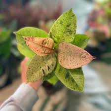 Ficus Moonshine 6" CF