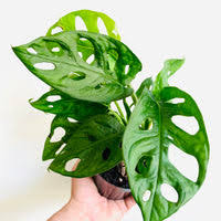 Monstera Adansonii- Wide 4" CF