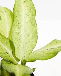 Dieffenbachia Camouflage 6" CF