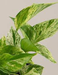 Marble Queen Pothos 4" CF