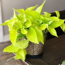 Neon Pothos 4" CF