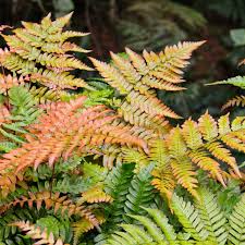 Autumn Fern 4" CF