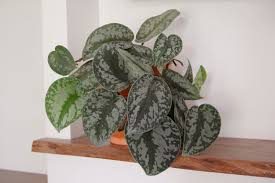 Satin Pothos 4" CF