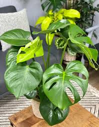 Monstera Deliciosa 4" CF