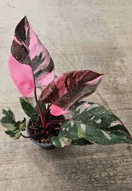 Philodendron Pink Princess 4" CF