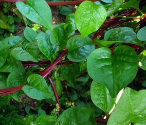 Red Malabar Spinach