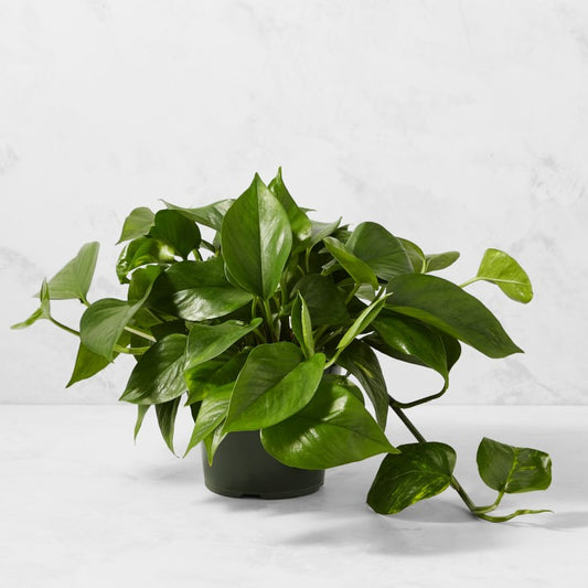 Pothos HB 8" DF