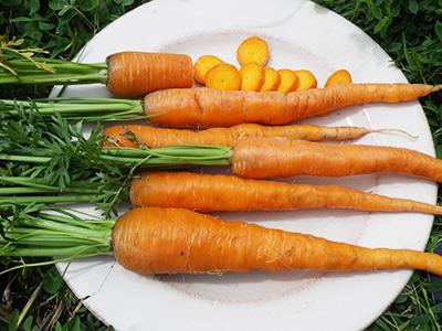 Imperator Carrot