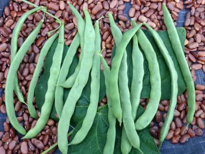 Kentucky Wonder Snap Bean