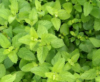 Lemon Balm SESE