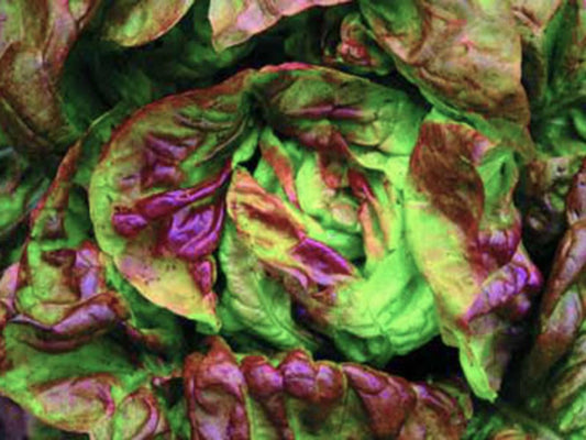 Yugoslavian Red Butterhead Bibb Lettuce
