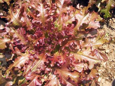 Red Salad Bowl Lettuce