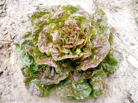 Speckled Bibb Bibb (Butterhead) Lettuce