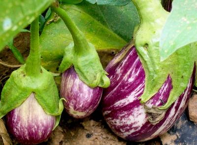 Listada De Gandia Seeds
