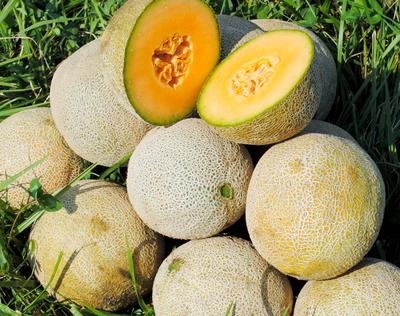 Edisto 47 Muskmelon