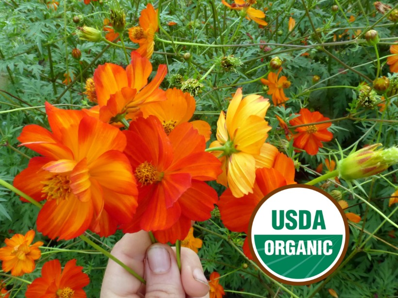 Memories of Mona Cosmos Flower