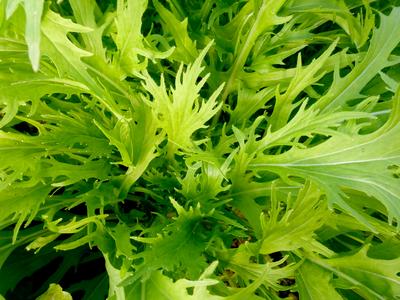 Early Mizuna Mustard Greens