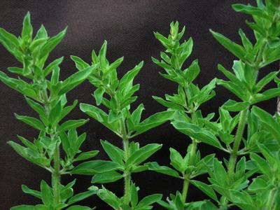 Greek Oregano