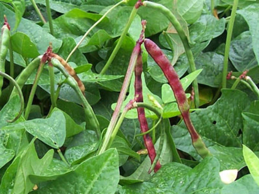 Big Red Ripper Southern Pea