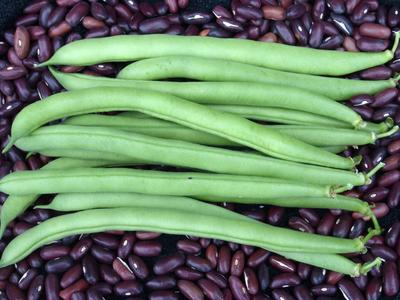 Provider Snap Bean Bush