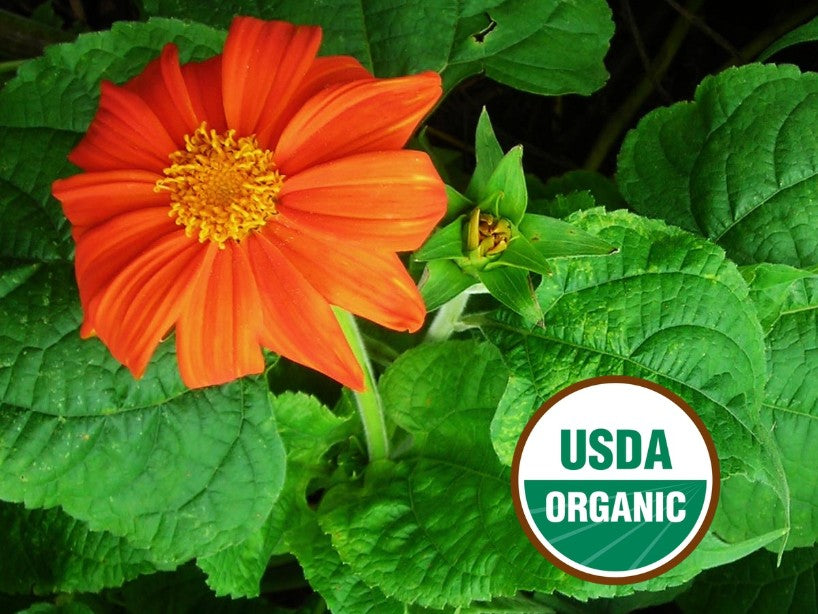 Red Torch Tithonia Flower