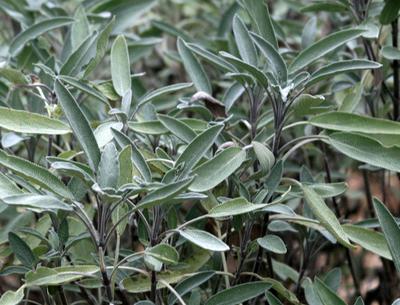 Common Sage