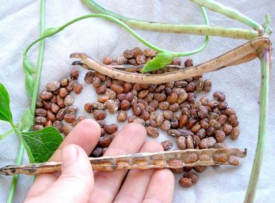 Southern Pea Whippoorwill