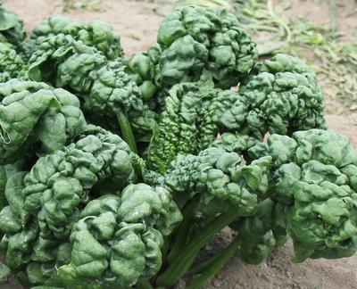Abundant Bloomsdale Spinach