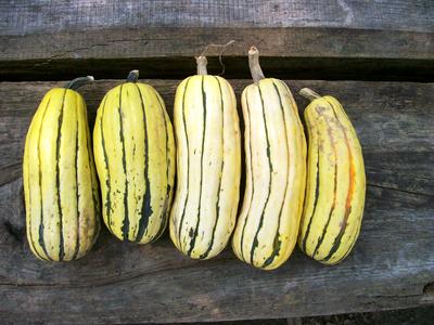Delicata Zeppelin Squash