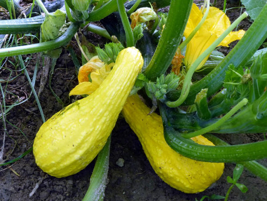 Yellow Crookneck Squash