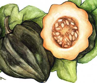 Table Queen Acorn Squash