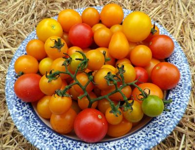 Amy's Apricot Mix Cherry Tomato