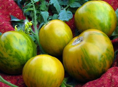 Green Zebra Tomato